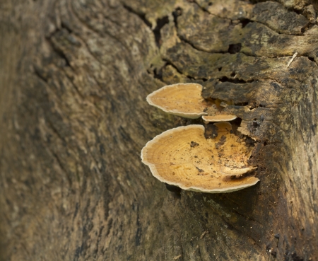 Mushrooms in the forestの写真素材
