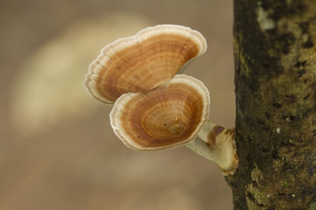 Mushrooms in the forest