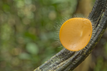 Mushrooms in the forest  Mushroom Champagne の写真素材