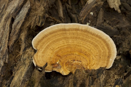 Mushrooms in the forestの写真素材