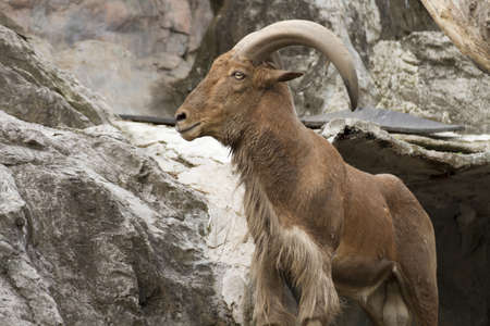 mountain goat の写真素材