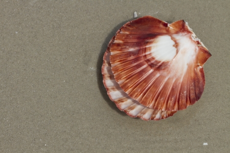 Closeup of a seashell on a sandy beach