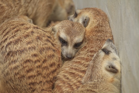 meerkat の写真素材