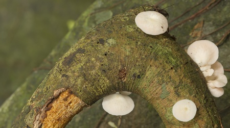 Mushrooms in the forestの写真素材