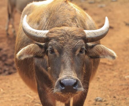Buffaloの写真素材