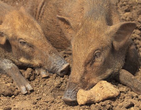 Sleeping piglet of a wild boarの写真素材