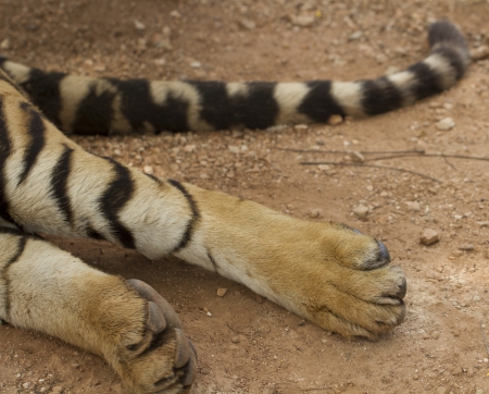 tiger pawsの写真素材