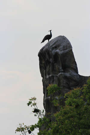 Bird on a hilltopの写真素材