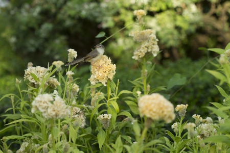 yellow flowersの写真素材