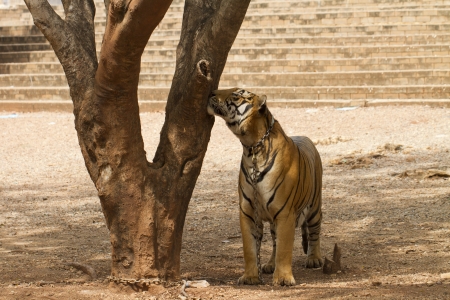 tigerの写真素材