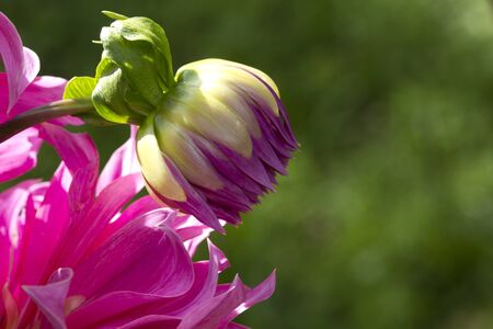 Purple flowersの写真素材