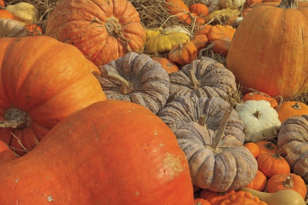 multi colored pumpkins