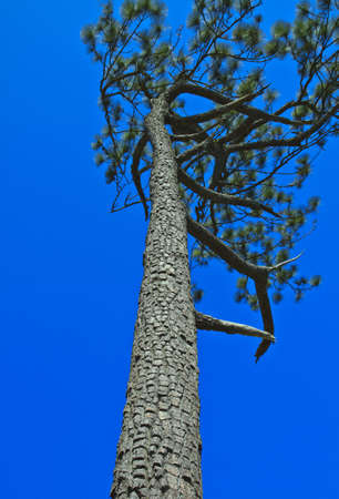 Beautiful large pine trees against the skyの写真素材