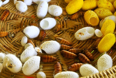 silkworm cocoonsの写真素材