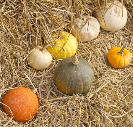 multi colored pumpkinsの写真素材