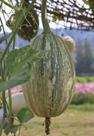 Bottle gourdの写真素材