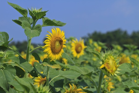 sunflower field の写真素材