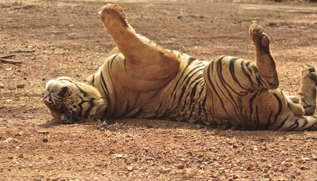 Tiger Resting