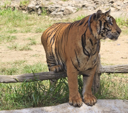 Tiger