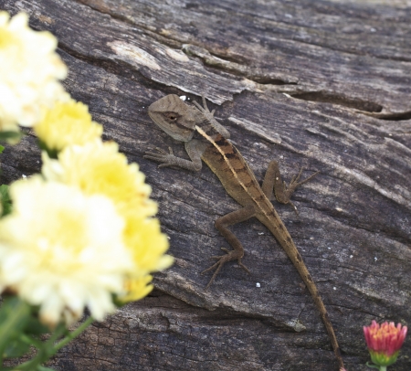 Lizard on the tree 