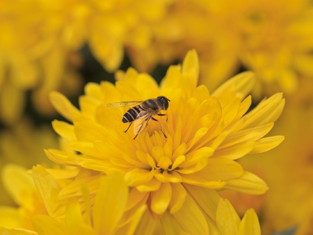 Bee standing on the yellow flowerの写真素材