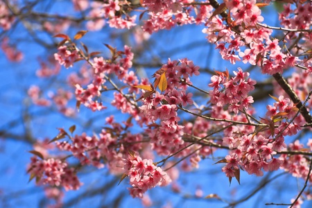 Cherry blossoms against blue sky