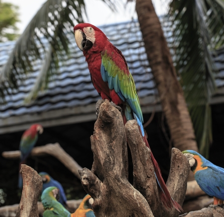 Macaw Parrots Perched on Branch 