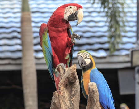 Macaw Parrots Perched on Branch 
