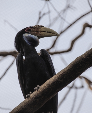 wreathed Horn bill in the zooの写真素材
