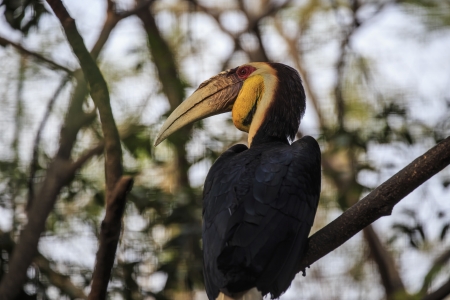 wreathed Horn bill in the zooの写真素材