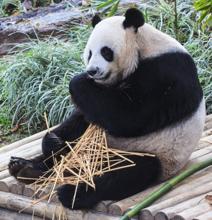 Panda enjoys eating bambooの写真素材