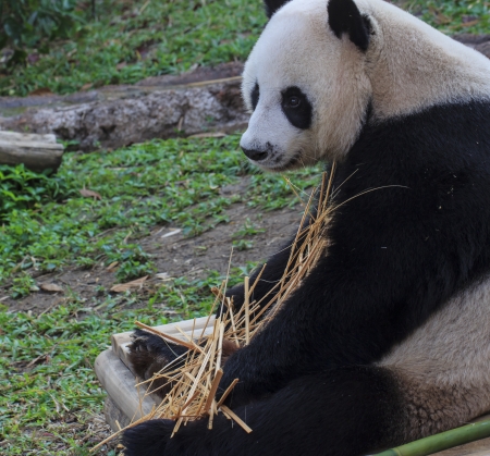 Panda enjoys eating bambooの写真素材