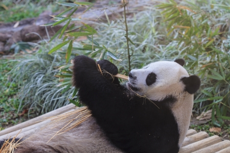 Panda enjoys eating bamboo の写真素材
