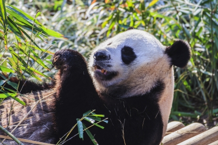 Panda enjoys eating bamboo の写真素材