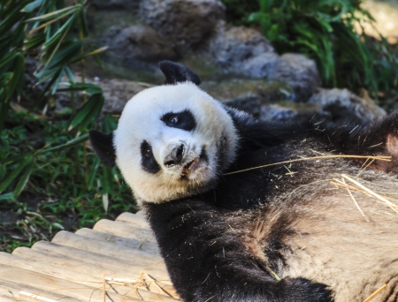 Panda enjoys eating bamboo の写真素材