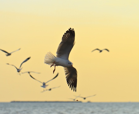 group Of seagull birds flying over sunsetの写真素材