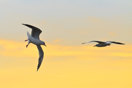 group Of seagull birds flying over sunsetの写真素材