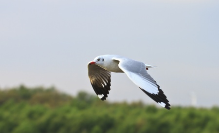 seagull bird flying の写真素材