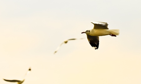 group Of seagull birds flying over sunsetの写真素材