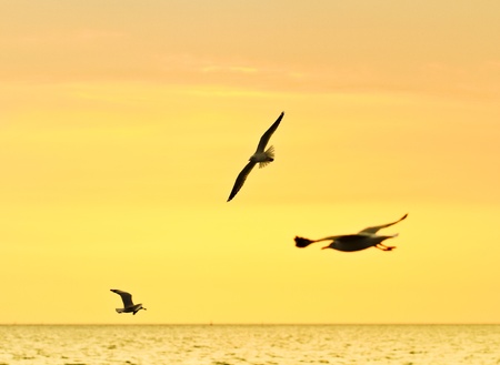 group Of seagull birds flying over sunsetの写真素材