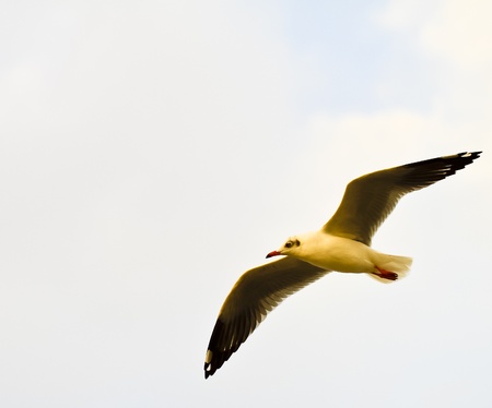 seagull bird flying over sunsetの写真素材