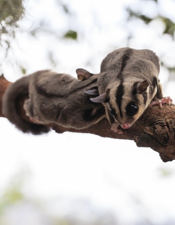sugar glider climb on the tree