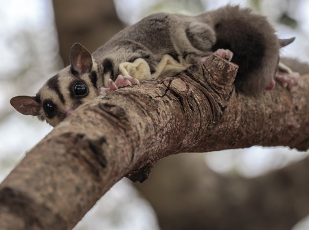sugar glider climb on the treeの写真素材
