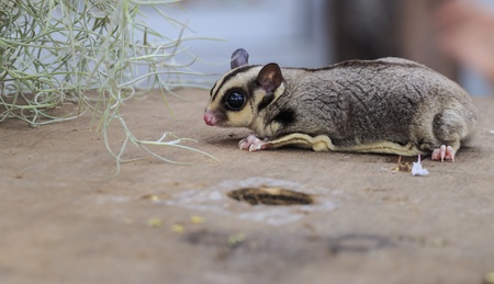 close up little sugar gliderの写真素材