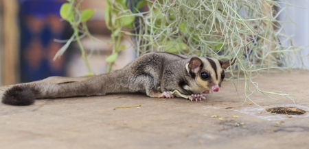 close up little sugar gliderの写真素材