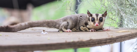 sugar glider climb on the treeの写真素材