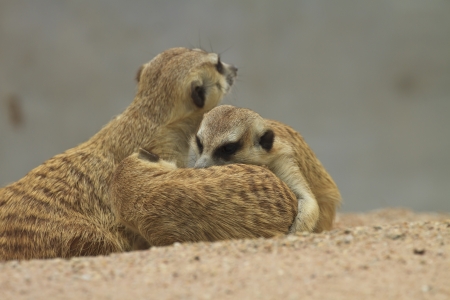 young meerkatの写真素材