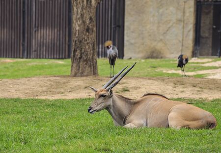 Eland antelopeの写真素材