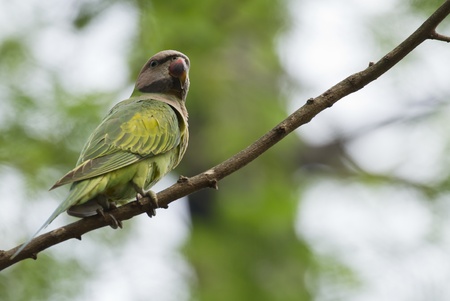 Parrot の写真素材