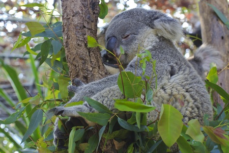 Young Koalaの写真素材